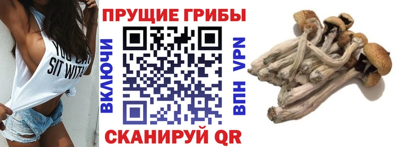Галлюциногенные грибы Psilocybine cubensis  Купить где  Отрадный 